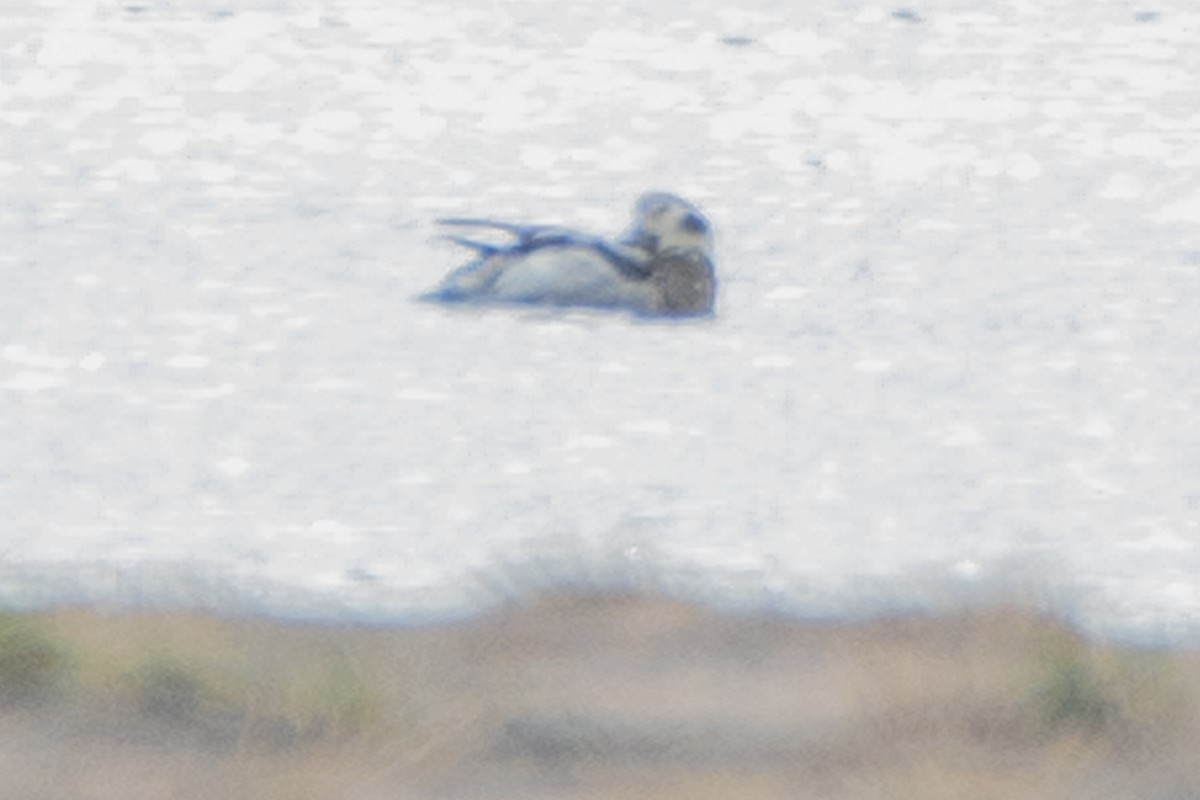 Long-tailed Duck - ML646308159
