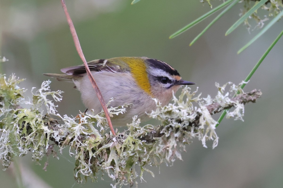 Common Firecrest - ML646308167