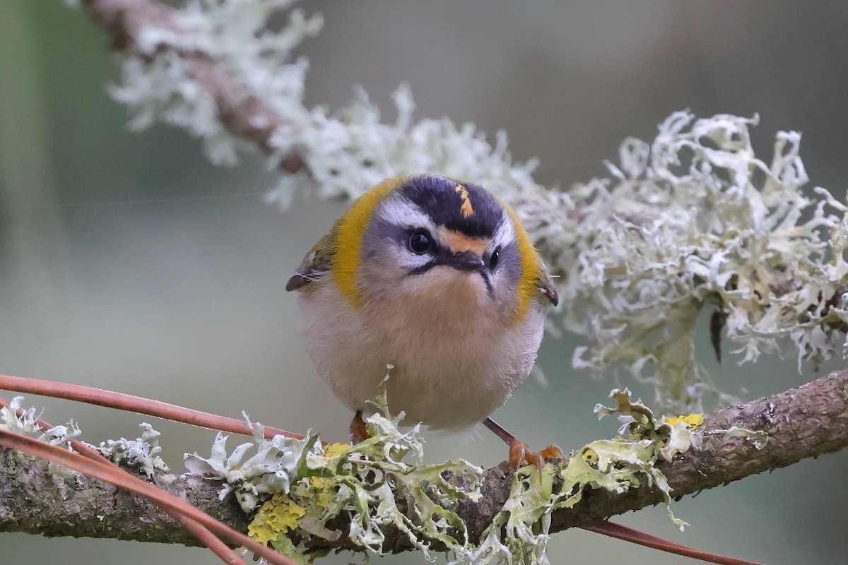 Common Firecrest - ML646308168