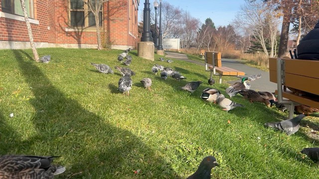 Rock Pigeon (Feral Pigeon) - ML646308174