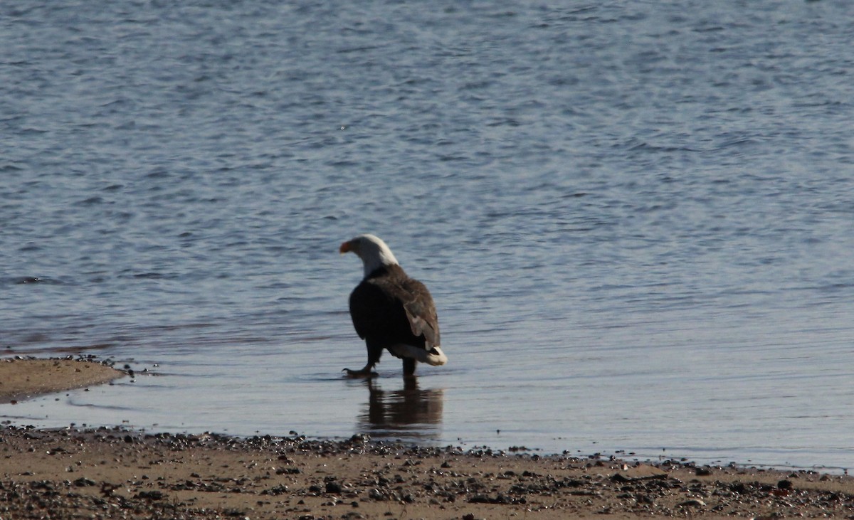 Bald Eagle - ML646308177