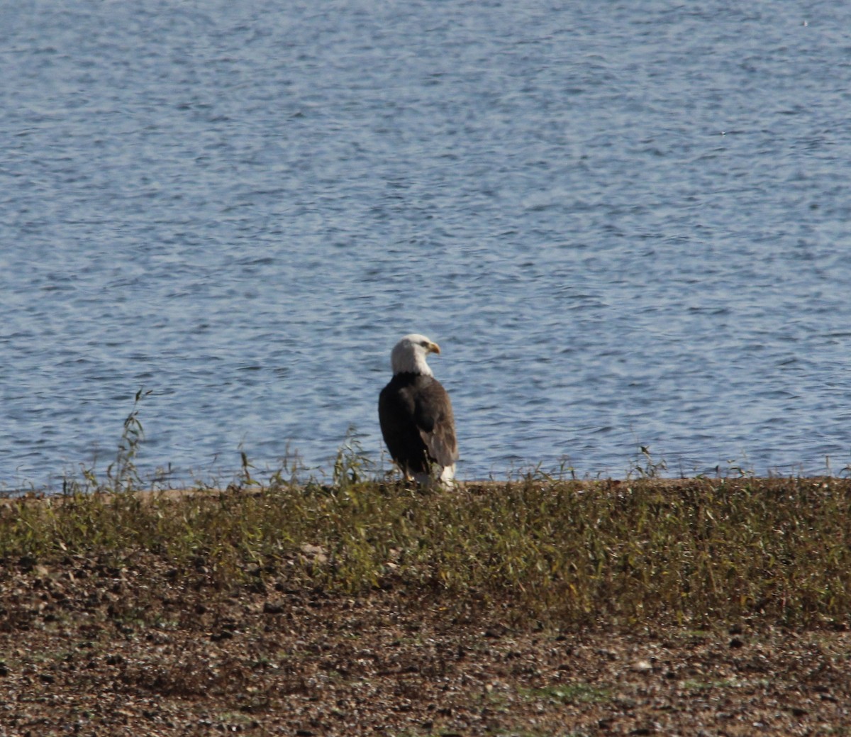 Bald Eagle - ML646308178