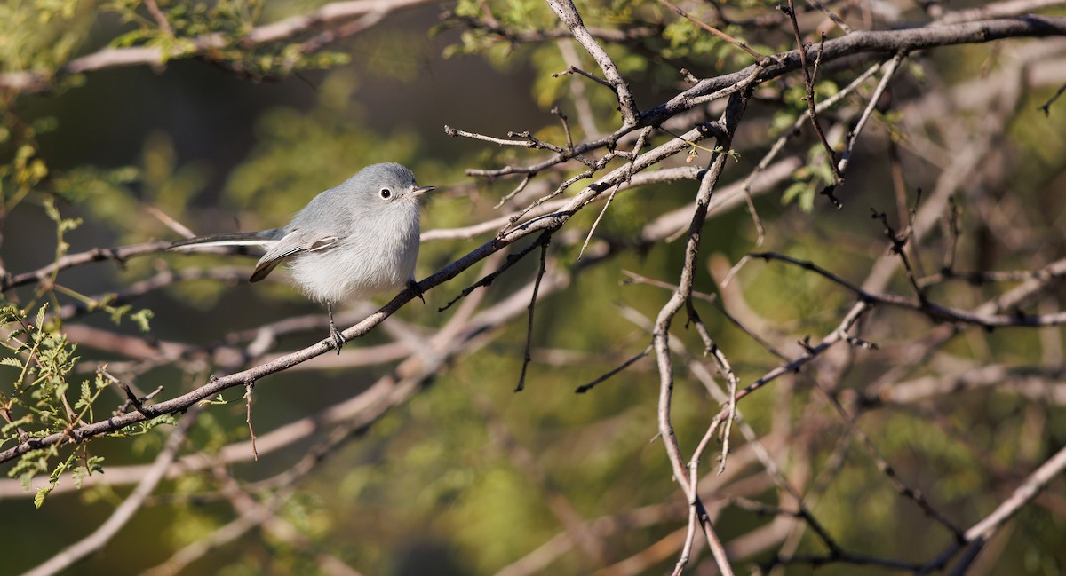 Blue-gray Gnatcatcher (Western) - ML646308180
