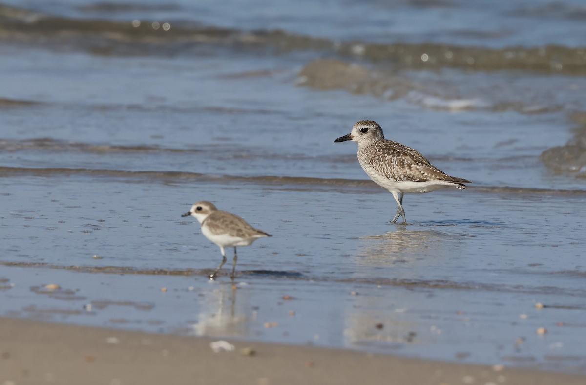 Chorlito Gris - ML646308181