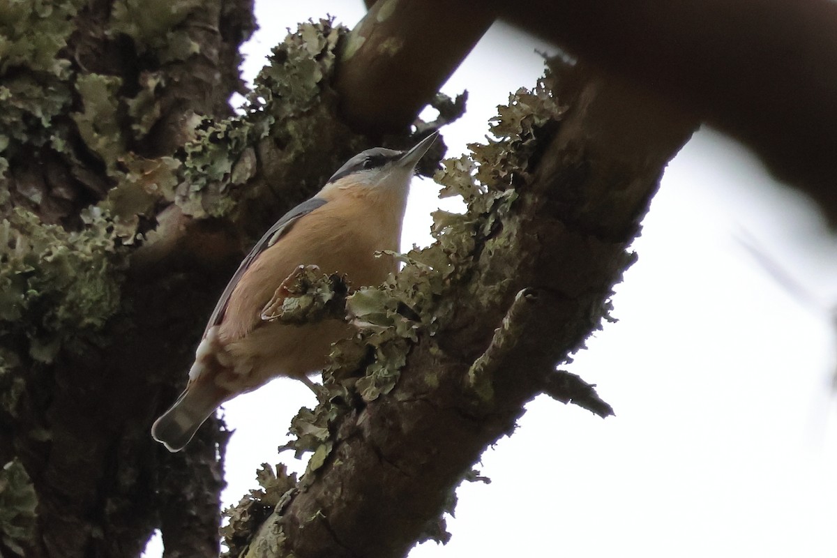 Garrapo eurasiarra - ML646308185