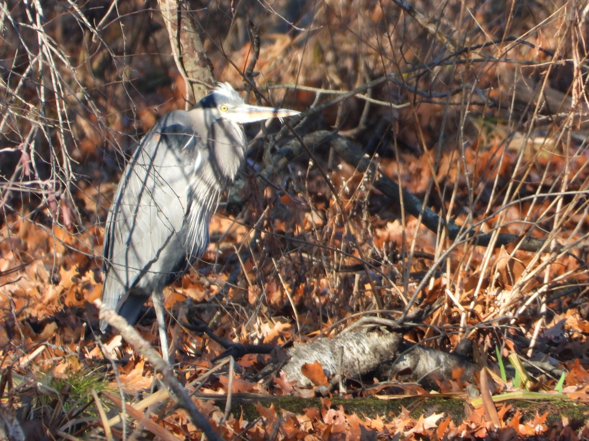 Great Blue Heron - ML646308195