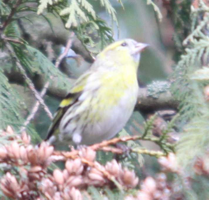 Eurasian Siskin - ML646308198