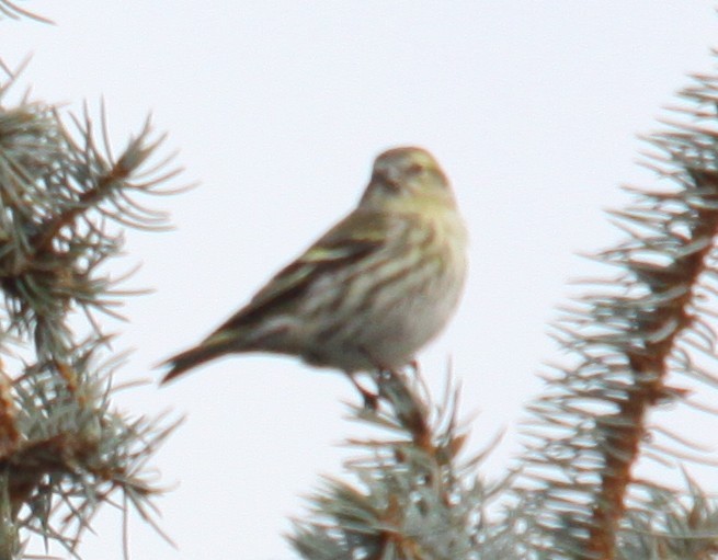 Eurasian Siskin - ML646308208