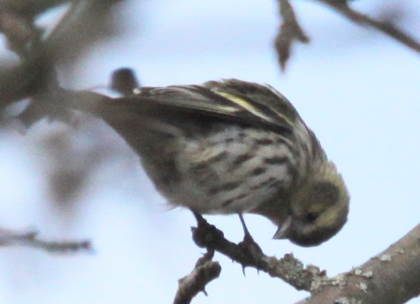 Eurasian Siskin - ML646308209