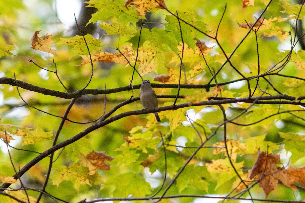 Bireo buru-urdina - ML646308215