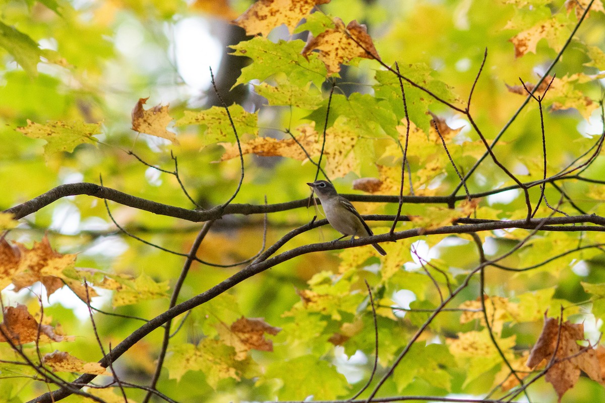 Bireo buru-urdina - ML646308216