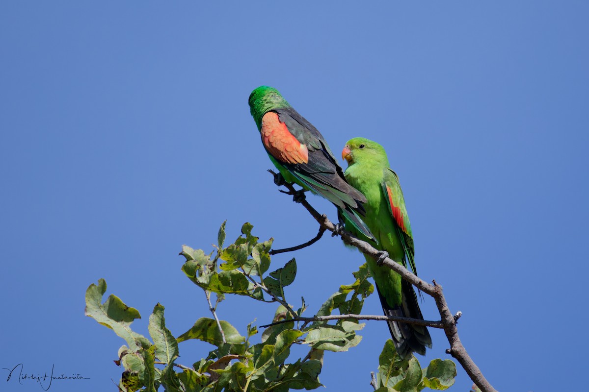 Kırmızı Kanatlı Papağan - ML646308224