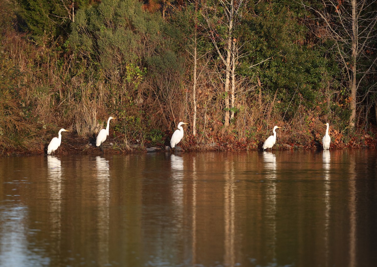 大白鷺 - ML646308225