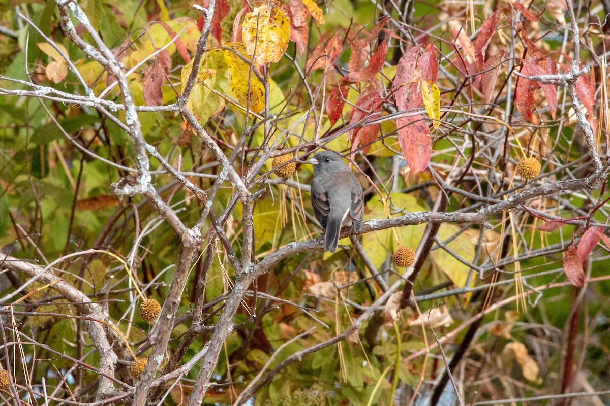 Dark-eyed Junco (Slate-colored) - ML646308246