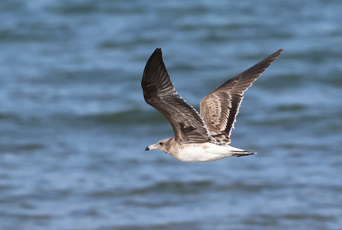 Sooty Gull - ML646308250
