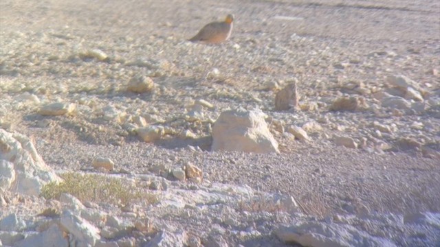 Crowned Sandgrouse - ML646308253
