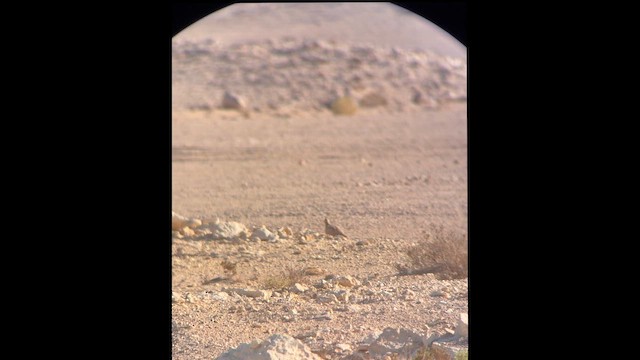 Crowned Sandgrouse - ML646308254