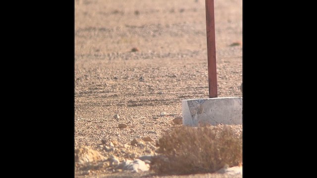 Crowned Sandgrouse - ML646308255