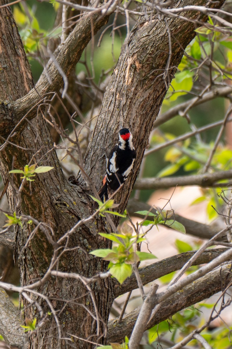 strakapoud jižní - ML646308261