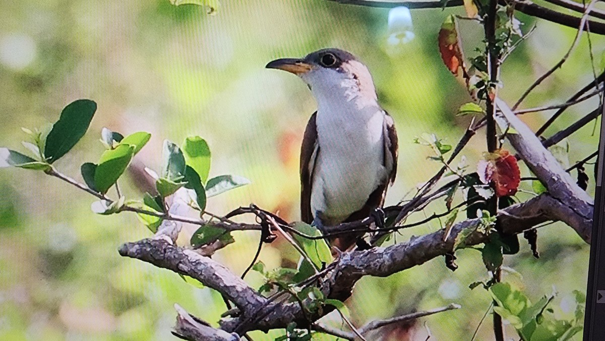 Yellow-billed Cuckoo - ML646308272