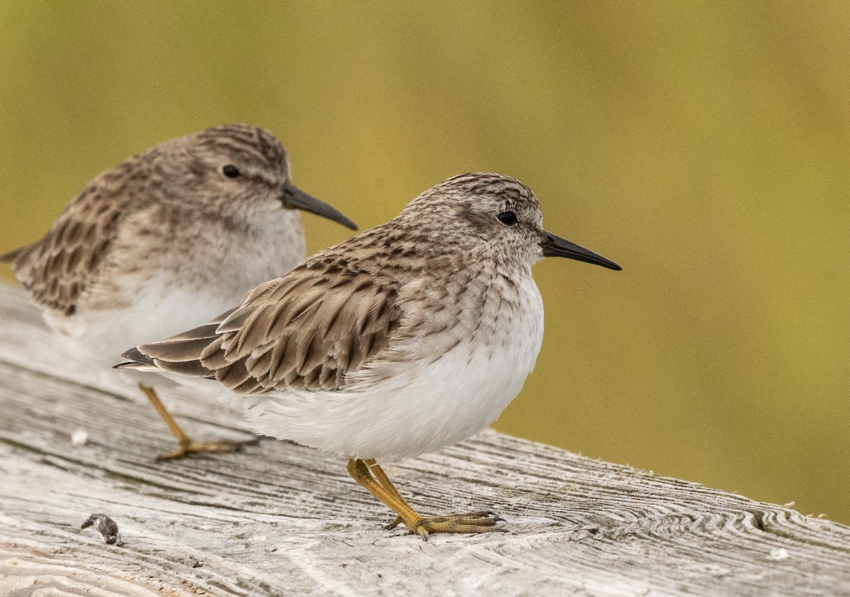 Least Sandpiper - ML646308276