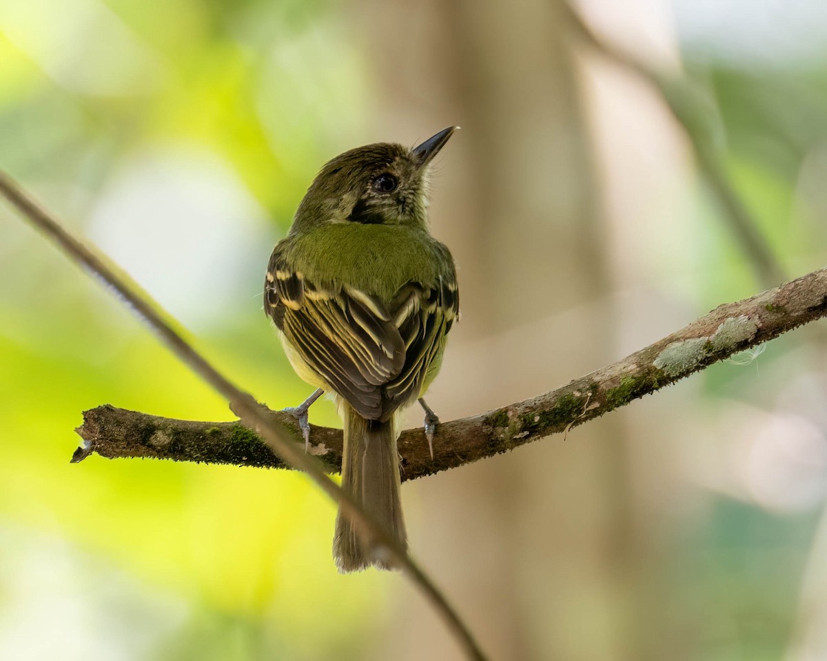 Sepia-capped Flycatcher - ML646308278