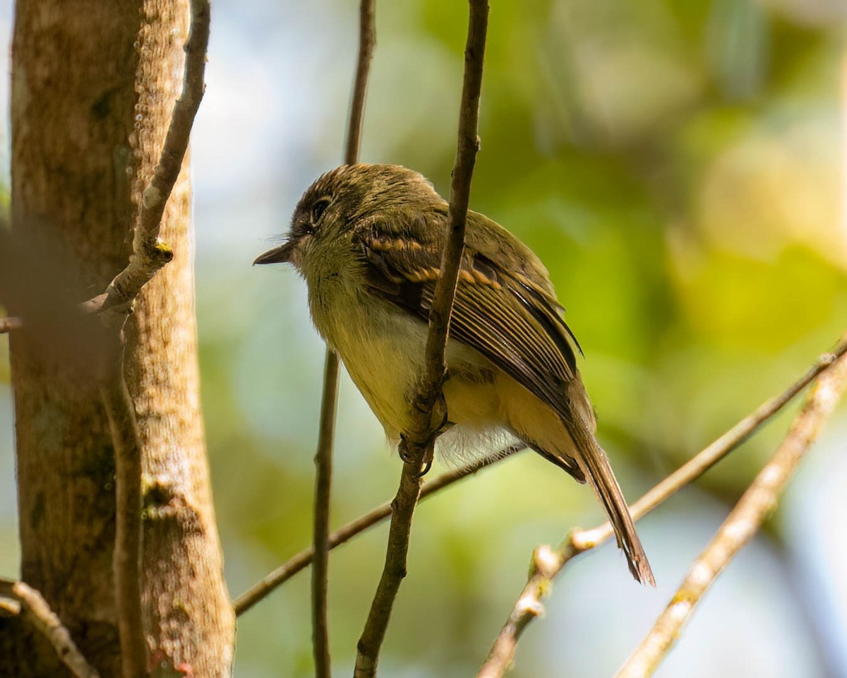 Sepia-capped Flycatcher - ML646308280