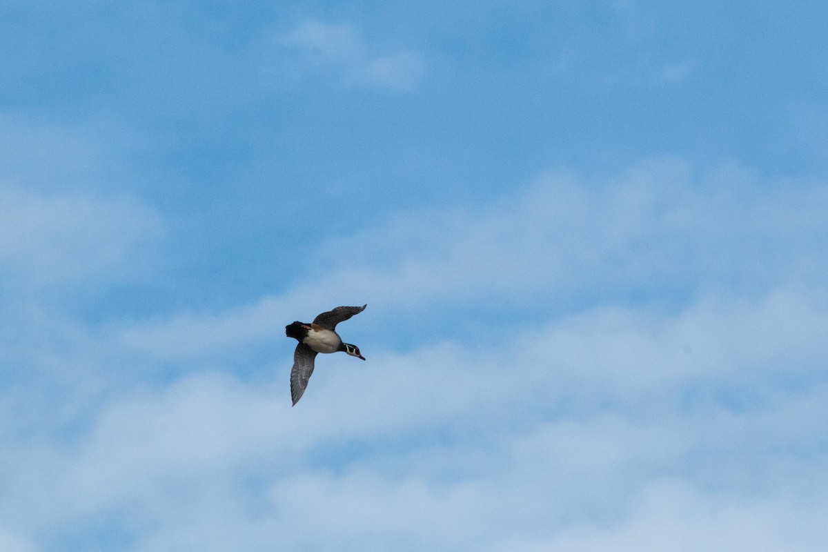 Ahate karolinarra - ML646308281