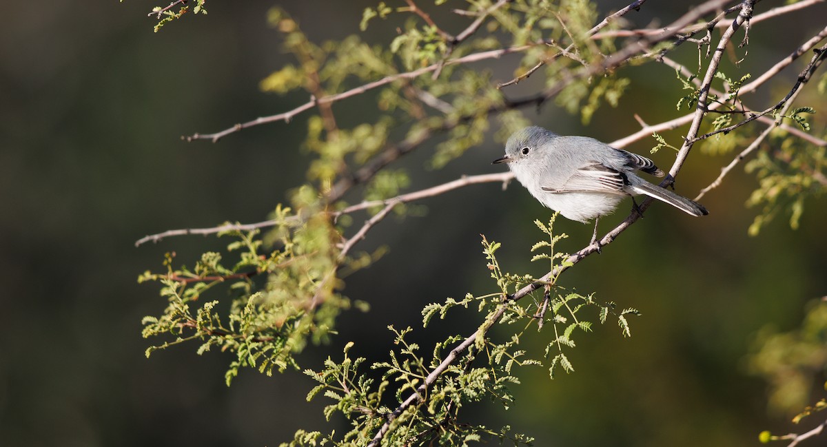Blue-gray Gnatcatcher (Western) - ML646308282