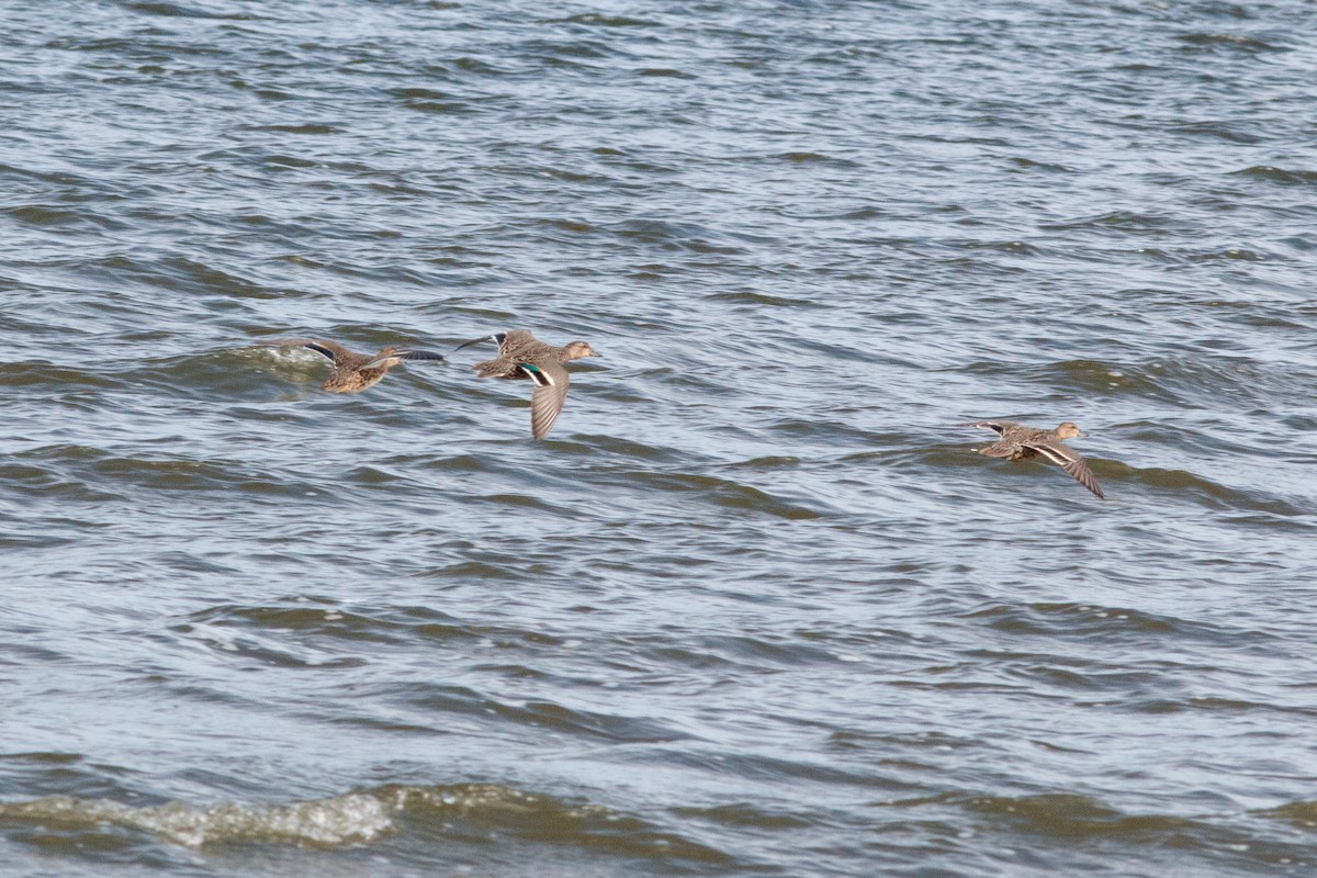 Zertzeta arrunta - ML646308286