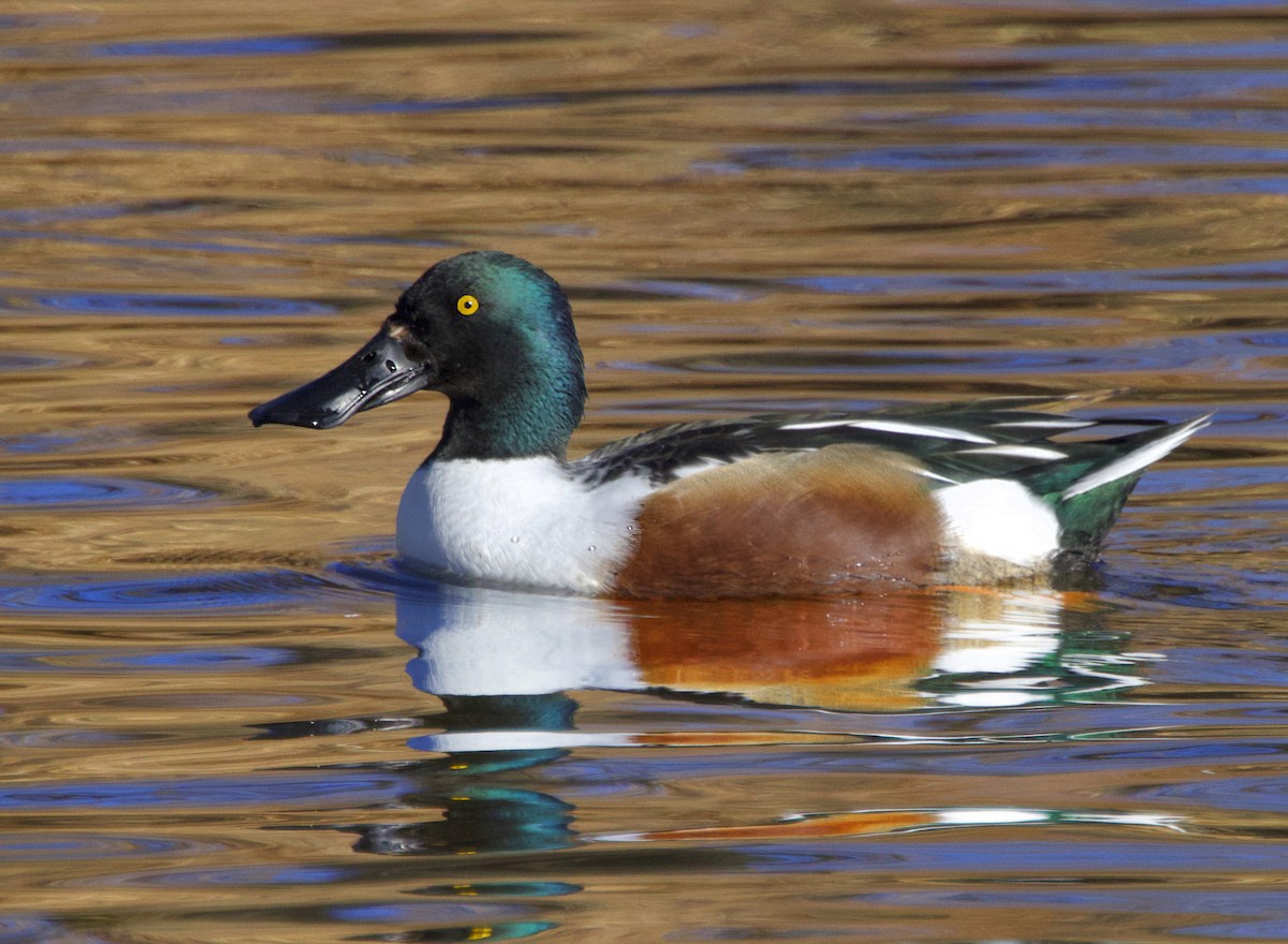Northern Shoveler - ML646308288
