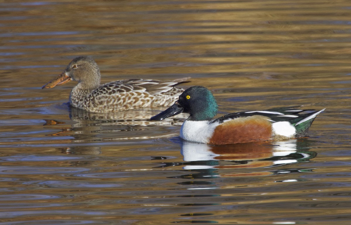 Northern Shoveler - ML646308289