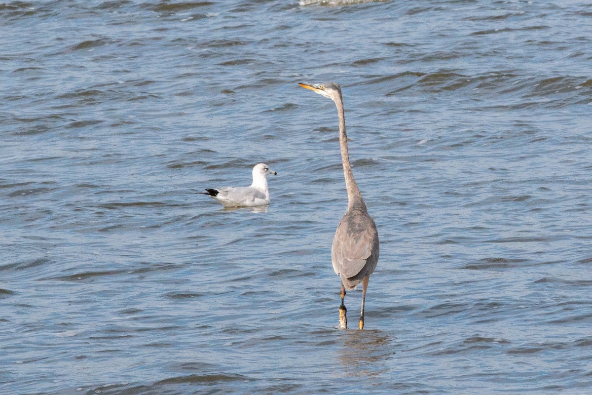 Koartza hauskara amerikarra - ML646308296