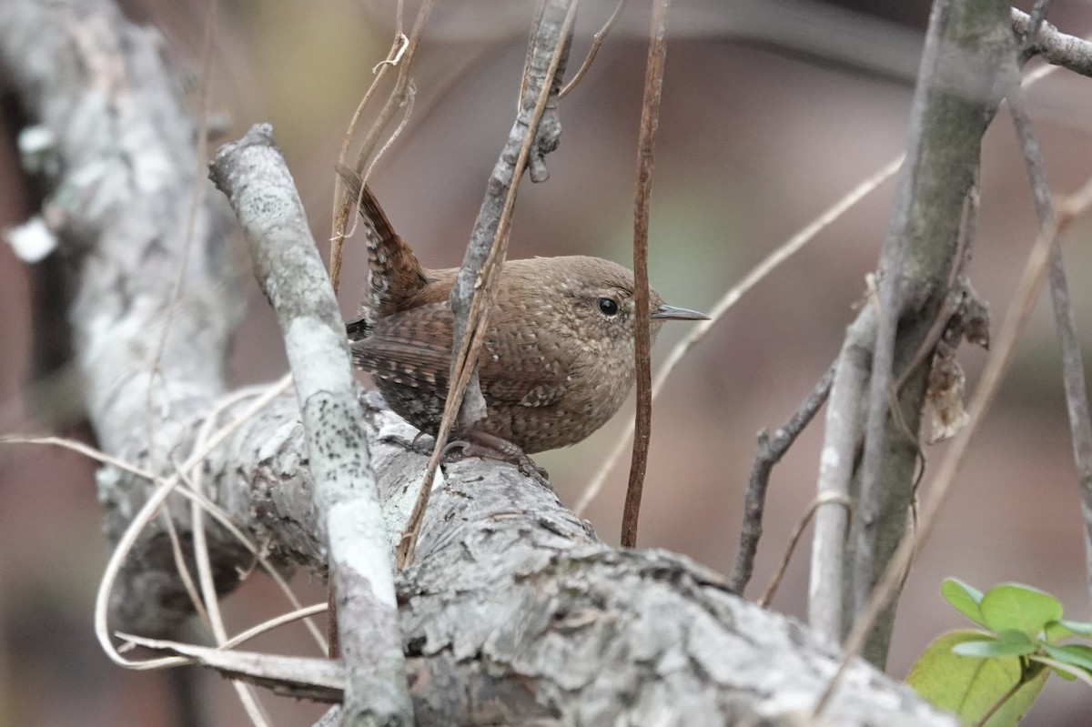 フユミソサザイ - ML646308297