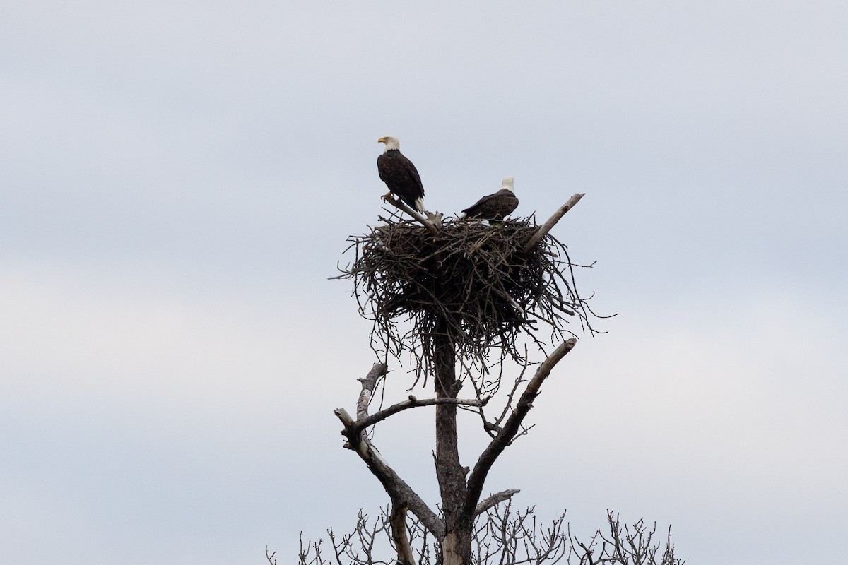 Bald Eagle - ML646308301