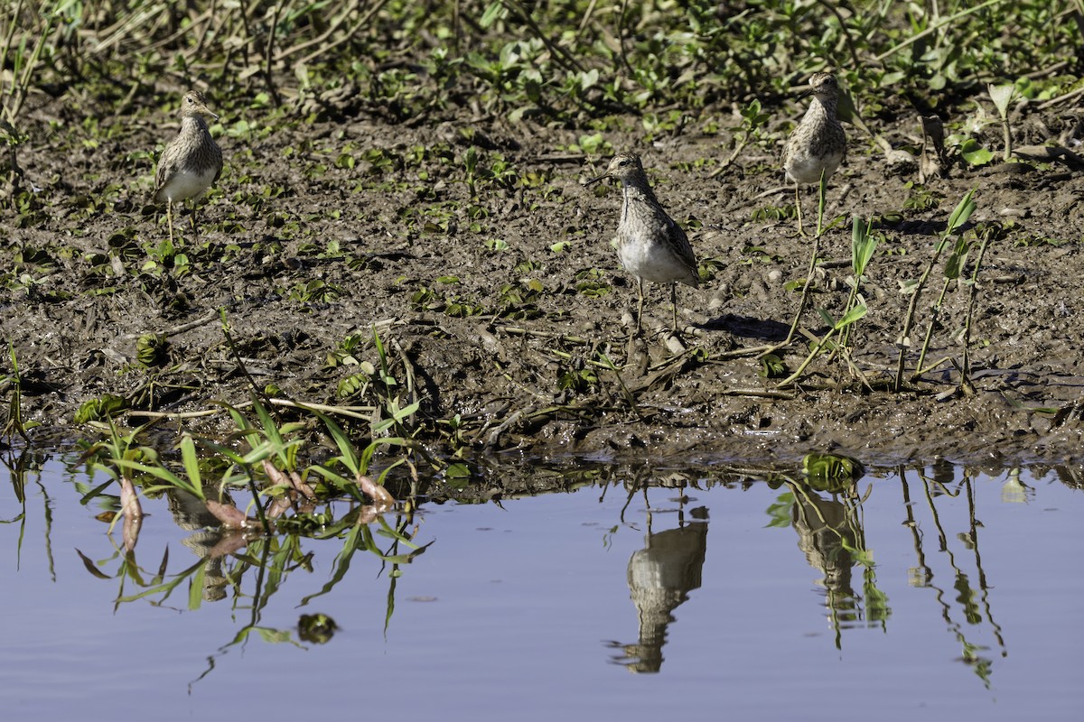 jespák skvrnitý - ML646308304