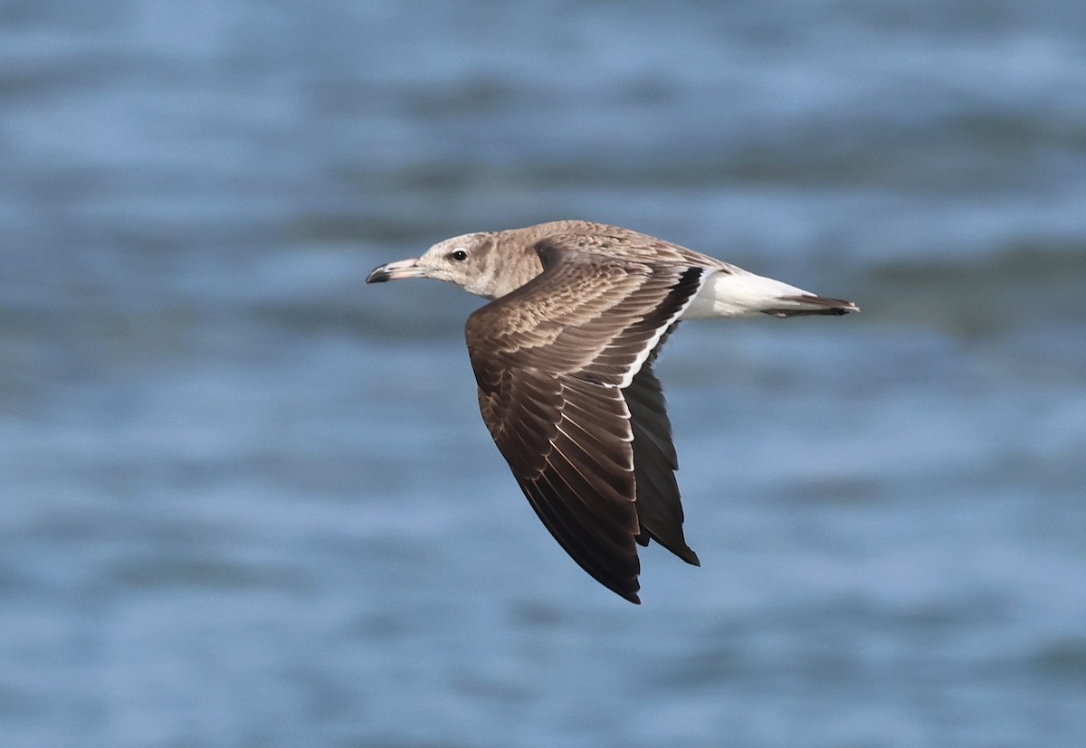 Sooty Gull - ML646308307
