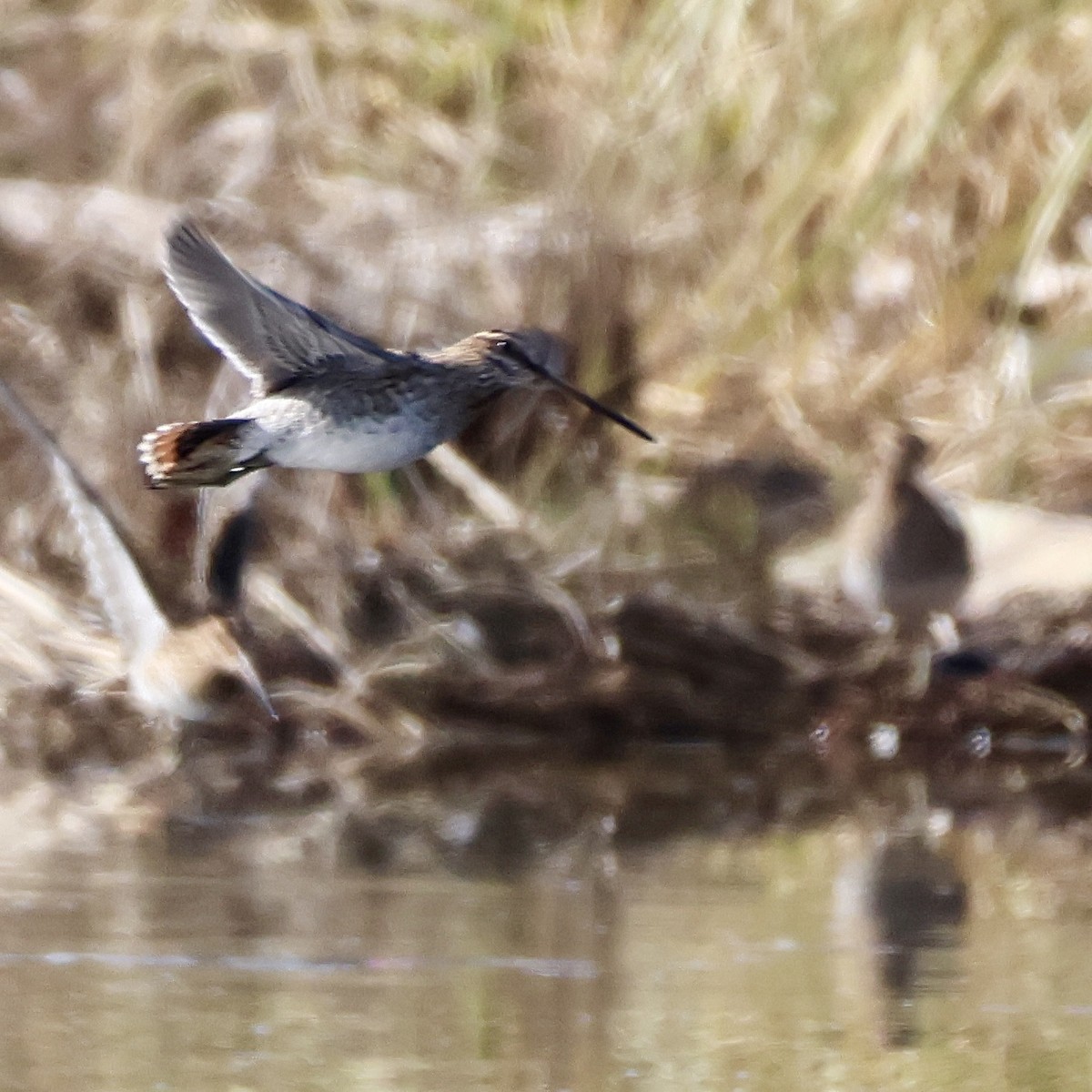 Wilson's Snipe - ML646308311
