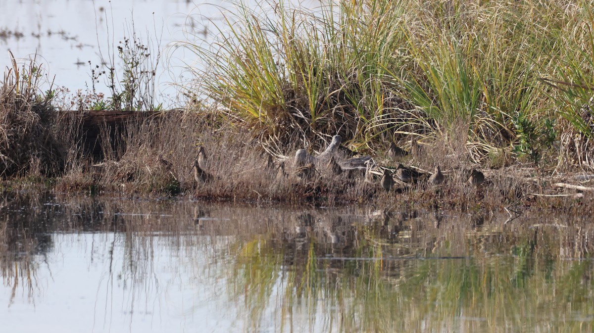 Wilson's Snipe - ML646308312