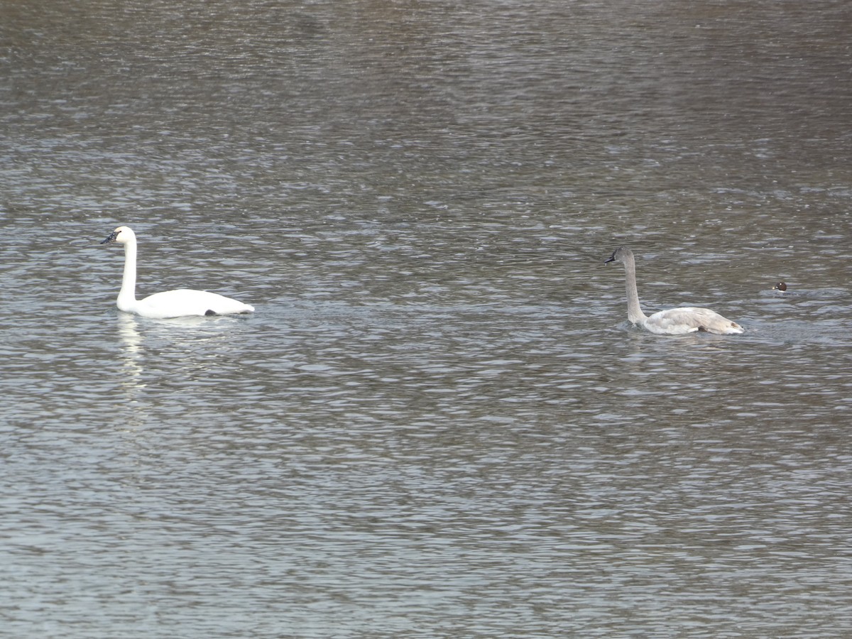 Trumpeter Swan - ML646308313