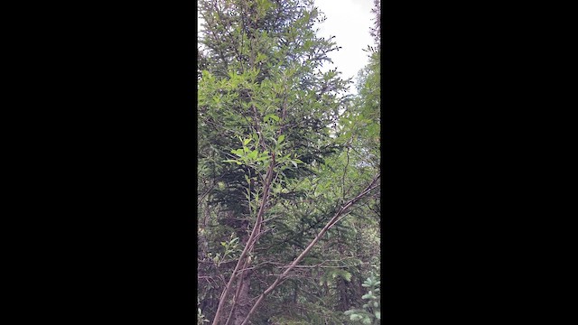 Zorzalito de Swainson - ML646308314