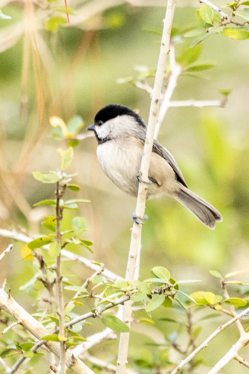 Carolina Chickadee - ML646308315