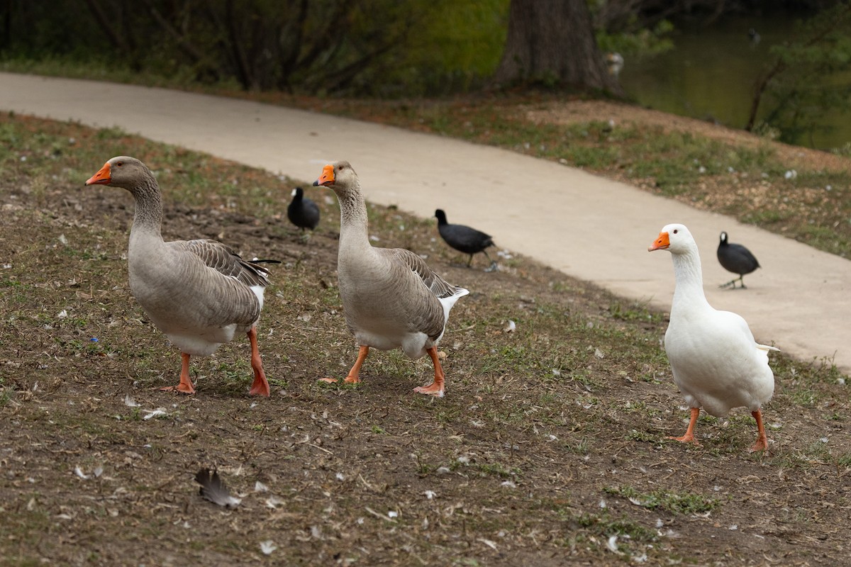 Antzara hankagorrizta (etxekoa) - ML646308319