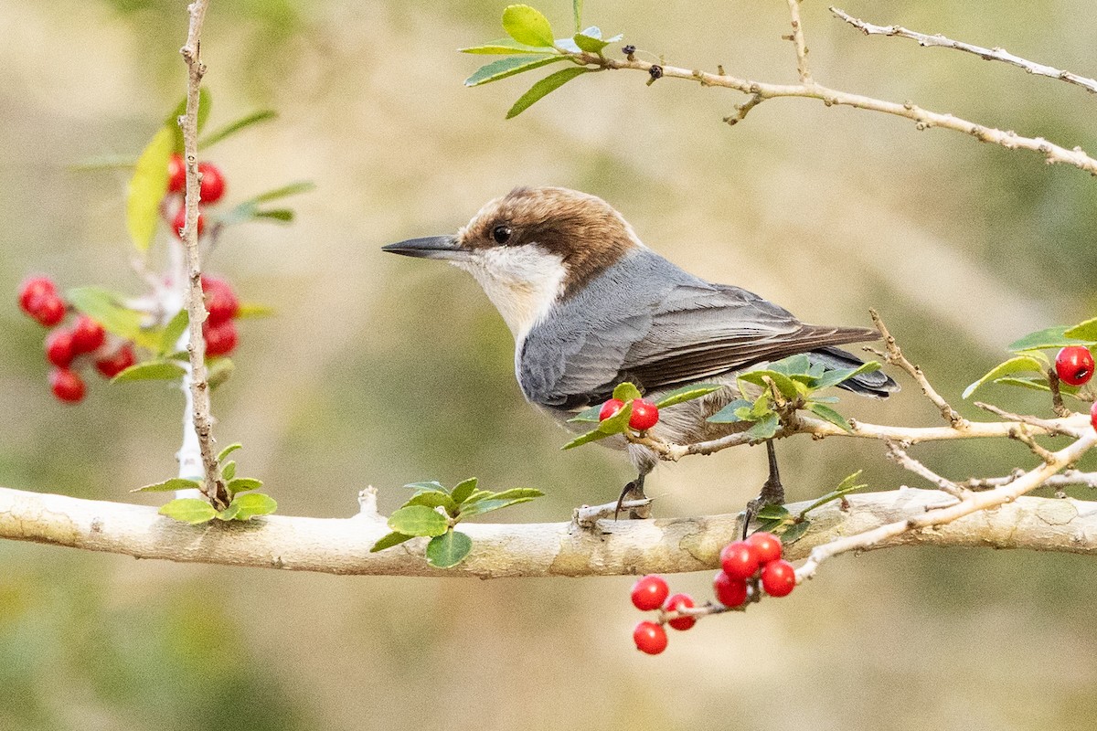 Brown-headed Nuthatch - ML646308320