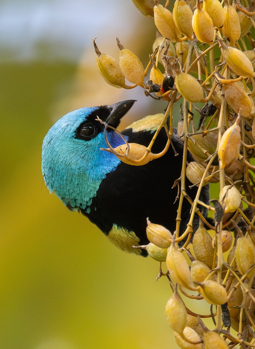 Azurkopftangare - ML646308326