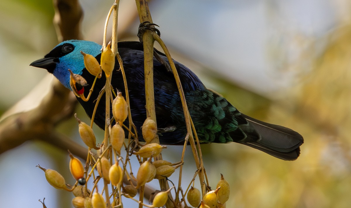 Azurkopftangare - ML646308327