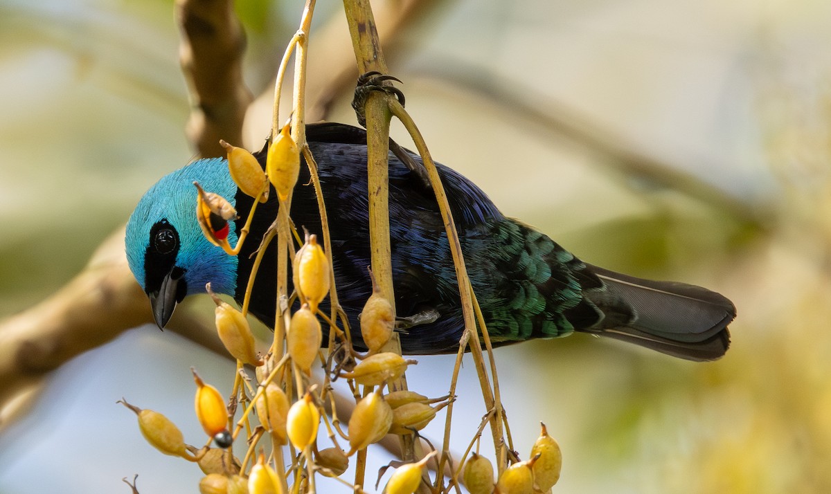 Azurkopftangare - ML646308328