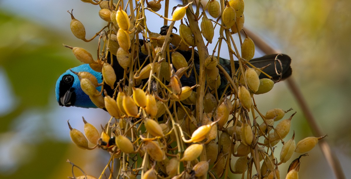 Azurkopftangare - ML646308329