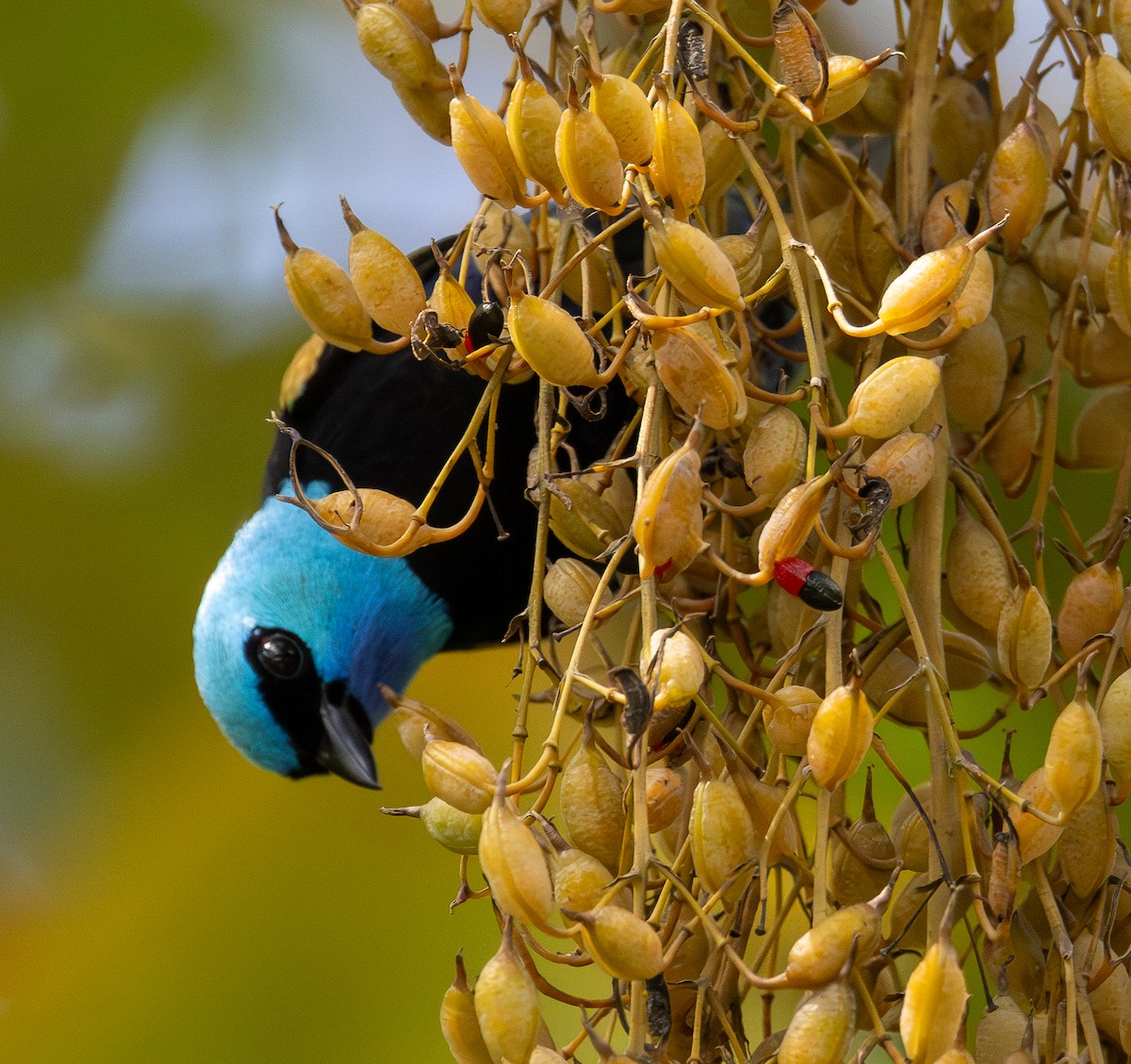 Azurkopftangare - ML646308330