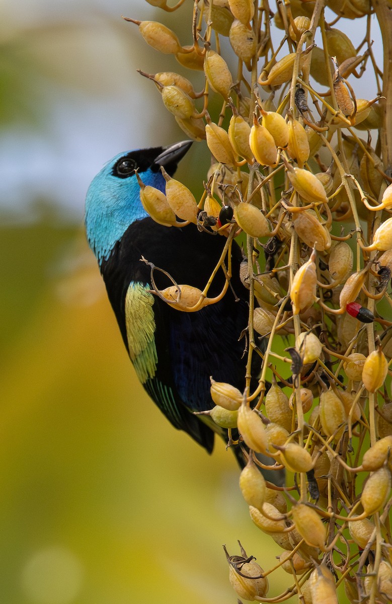 Azurkopftangare - ML646308331